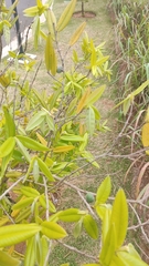 Myrciaria glazioviana, photograph (c) The Great Walter, some rights reserved (CC BY)