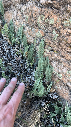 Eaton's lipfern