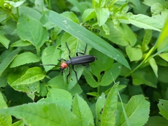 Epicauta mannerheimi