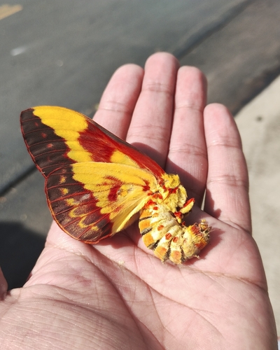 Citheronia laocoon