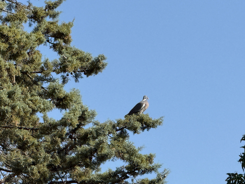 Common Wood-Pigeon