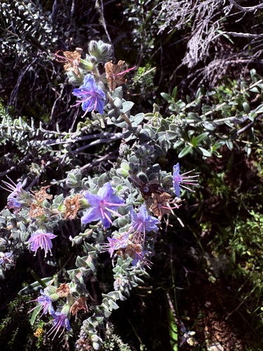Lobostemon echioides