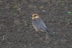 Red-Footed Falcon photo 4