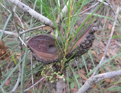 Hakea bakeriana
