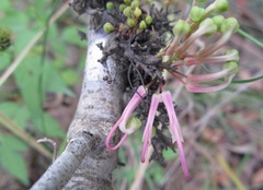 Hakea bakeriana