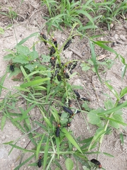 Epicauta mannerheimi