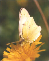 Colias hyale