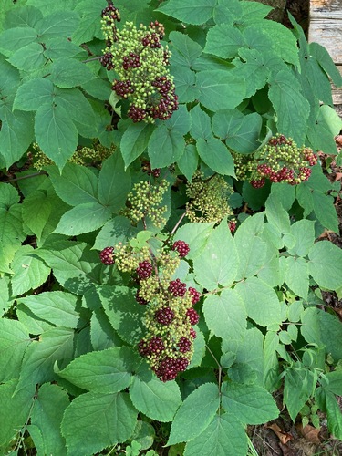 American spikenard