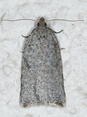 Meritastis polygraphana