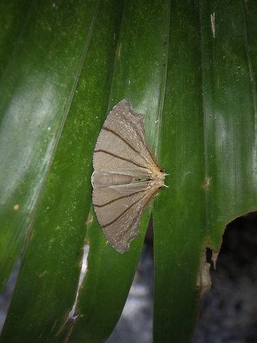 Orudiza protheclaria