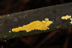 Trichoderma victoriense