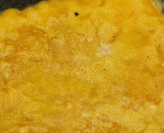 Trichoderma victoriense