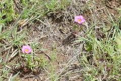 Oxalis obliquifolia
