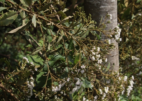 Gymnanthemum myrianthum, 2026-08-16