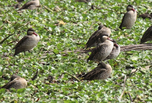iNaturalist image