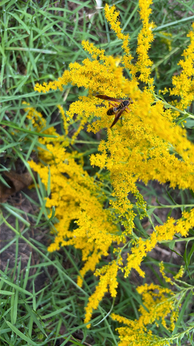 Northern Paper Wasp
