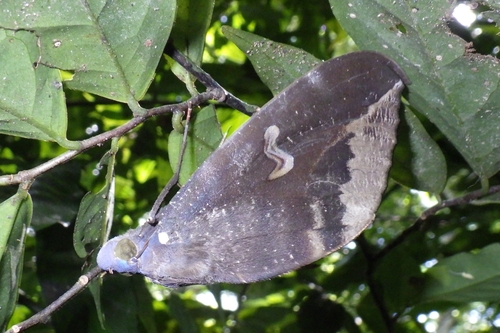 Phyllodes consobrina