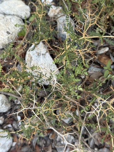 Sarcopoterium spinosum, photograph 1