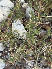 (c) Bennett Susman, some rights reserved (CC BY) Sarcopoterium spinosum, photograph (c) Bennett Susman, some rights reserved (CC BY)