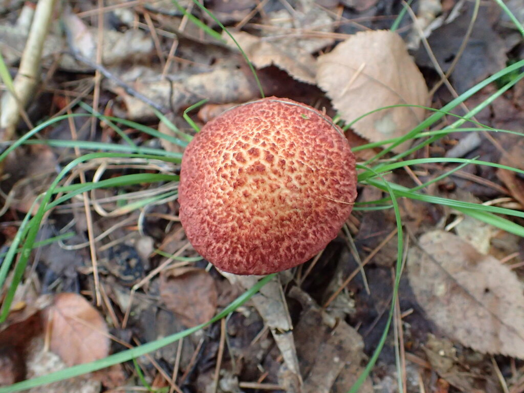 Painted Suillus · September 2026 · photo: Photo: no rights reserved · iNaturalist