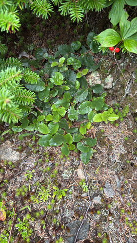 trailing arbutus