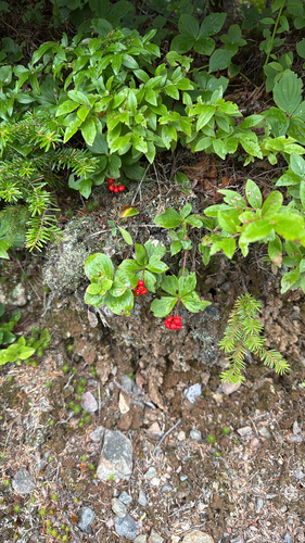 Canadian bunchberry