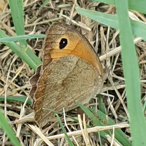 Meadow Brown