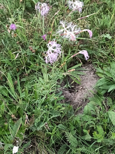 Fringed Pink