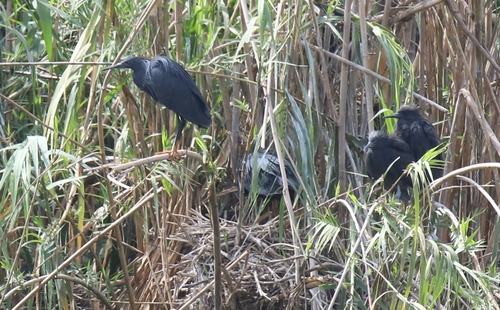 iNaturalist image
