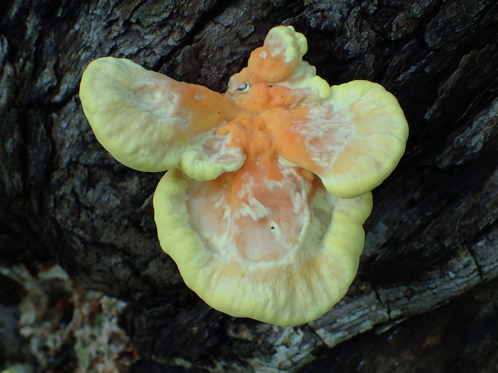 chicken of the woods · September 2026 · photo: Photo: no rights reserved · iNaturalist