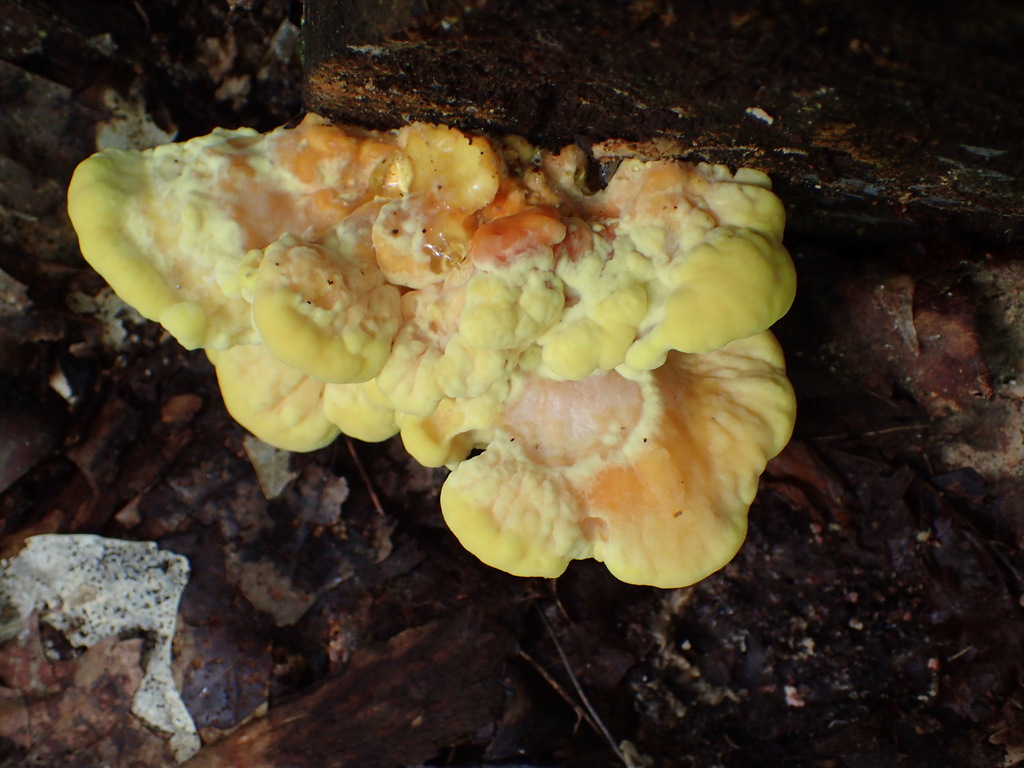 chicken of the woods · September 2026 · photo: Photo: no rights reserved · iNaturalist