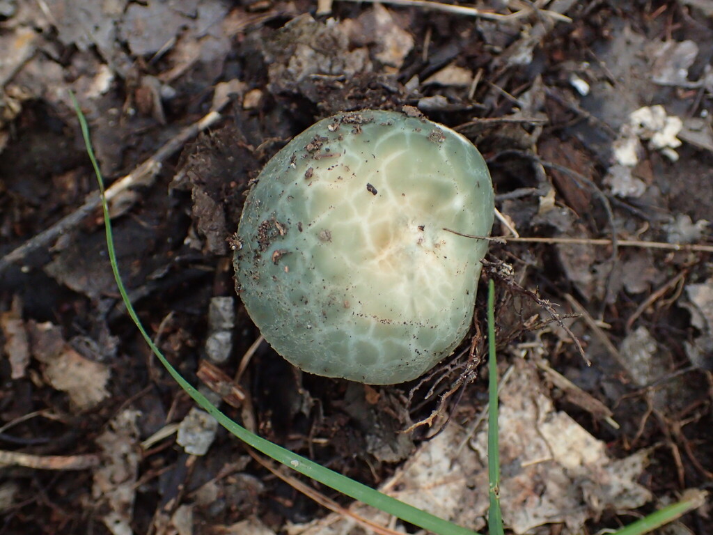 Blue-green Cracking Russula · September 2026 · photo: Photo: no rights reserved · iNaturalist