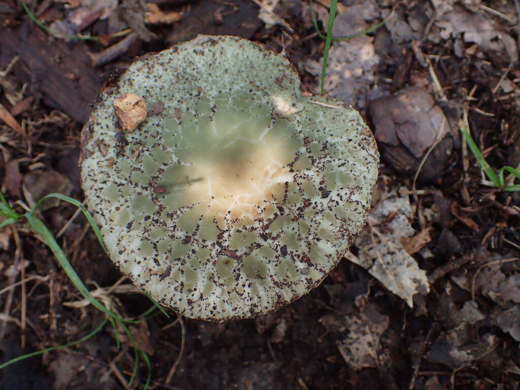 Blue-green Cracking Russula · September 2026 · photo: Photo: no rights reserved · iNaturalist