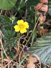 Potentilla erecta