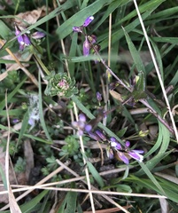 Polygala serpyllifolia