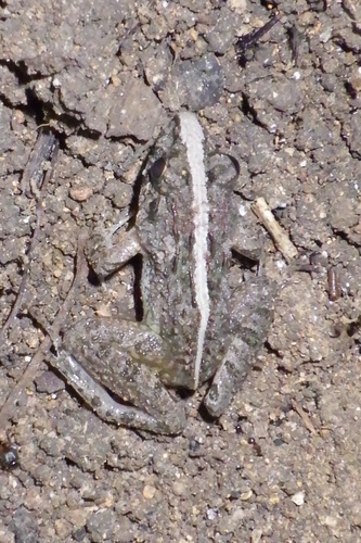 Paddy Field Frog