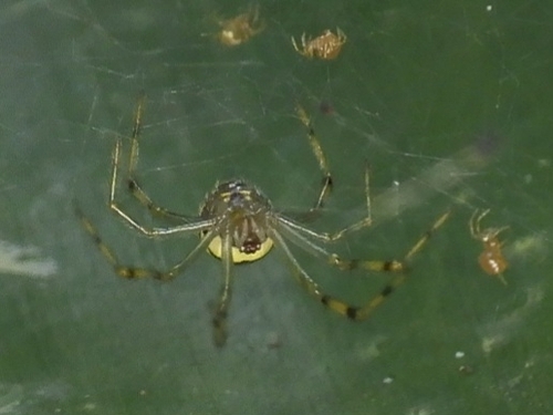Theridion zonulatum