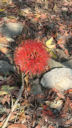 Bloodlily