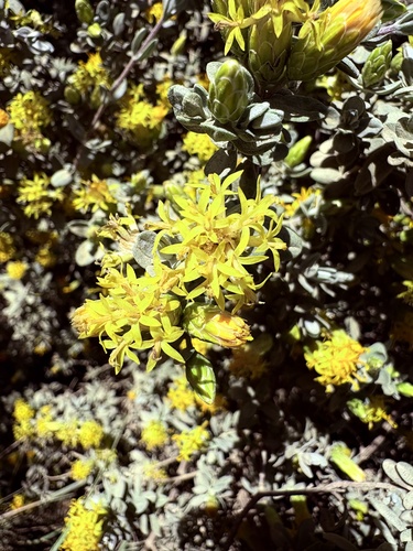 Pteronia incana, photograph 3