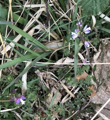 Polygala serpyllifolia