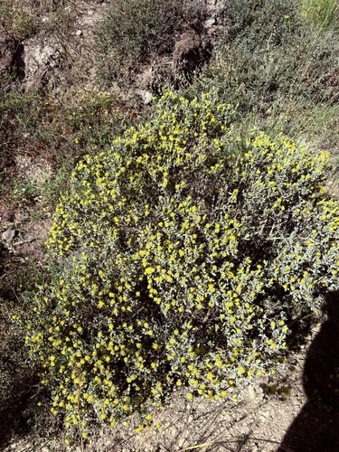 Pteronia incana, photograph 4
