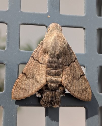 Eurasian Hummingbird Hawkmoth