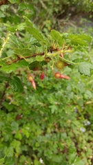Ribes menziesii