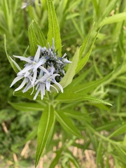 Amsonia illustris