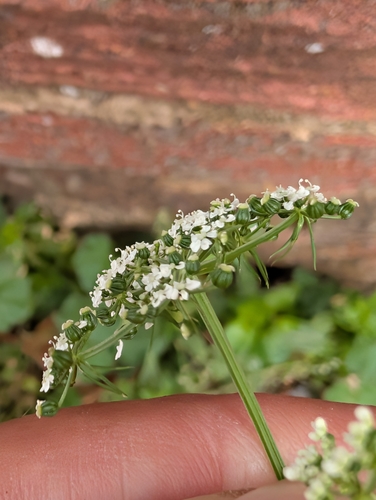 Aethusa cynapium, photograph 3