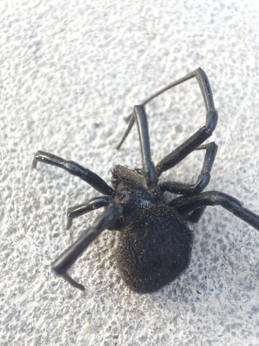 European Black Widow