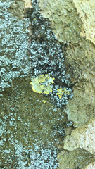Xanthoria parietina