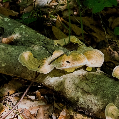 Gilled Polypore