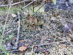 Absconditella sphagnorum