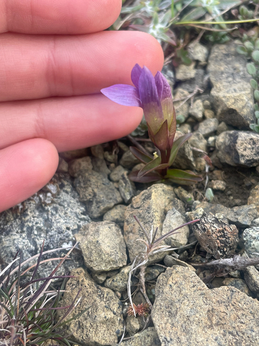 field gentian